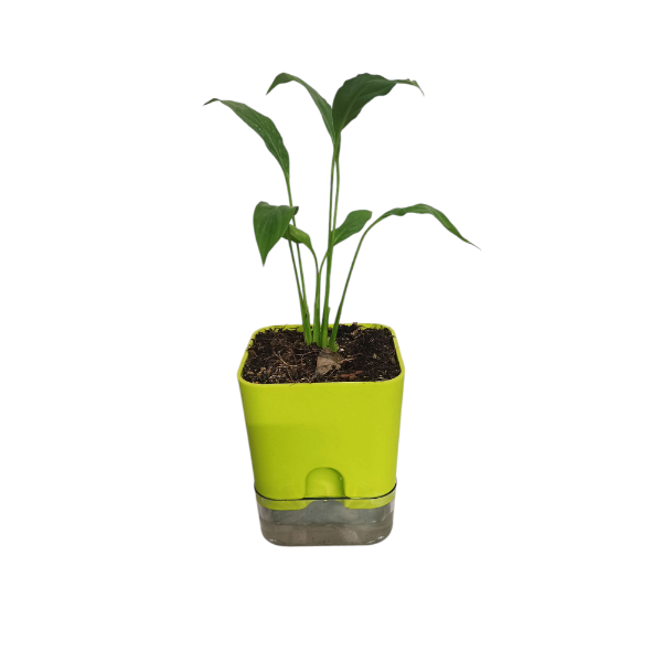 Square Self watering planter with plant